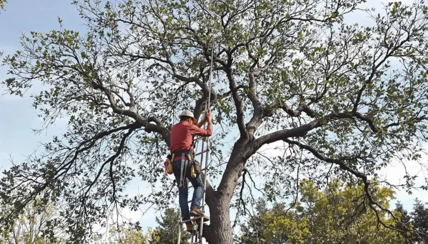 Un élagueur grimpe à l'échelle pour la taille d'un olivier majestueux, ses branches s'étendant sous un ciel bleu.