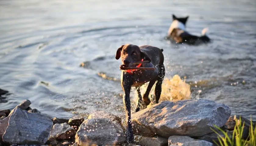 Ciemny pies z patykiem w pysku wychodzi z wody na kamienistą plażę dla psów. W tle inny pies.