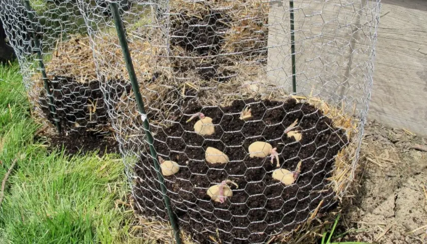 Des pommes de terre germées sont plantées dans une tour de culture en paille et grillage.