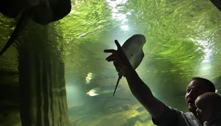 Ojciec z dzieckiem w oceanarium w Międzyzdrojach, zachwyceni płaszczką. Wspaniałe opinie o tym miejscu!