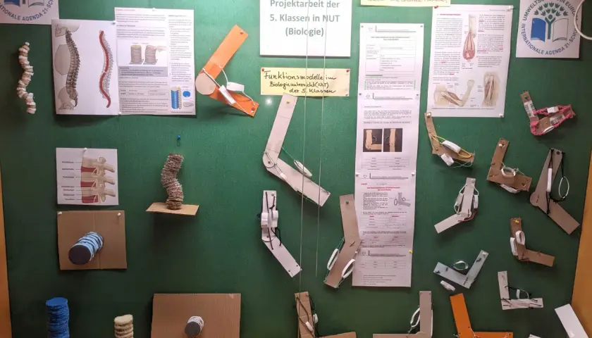 Projektorientierter Unterricht: Schüler der 5. Klasse bauen Modelle zur Biologie, z.B. zur Wirbelsäule und Muskeln.
