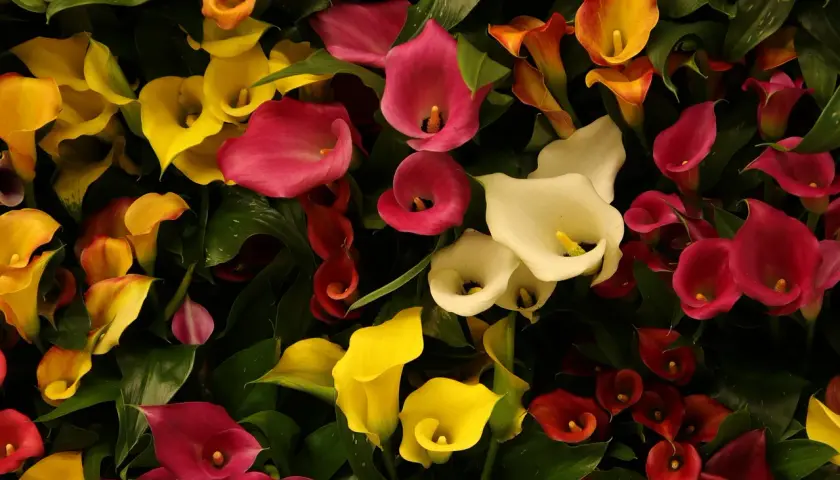 Un bouquet de lys calla aux couleurs vives : jaune, rose, blanc, rouge et orange, avec des feuilles vertes luxuriantes.