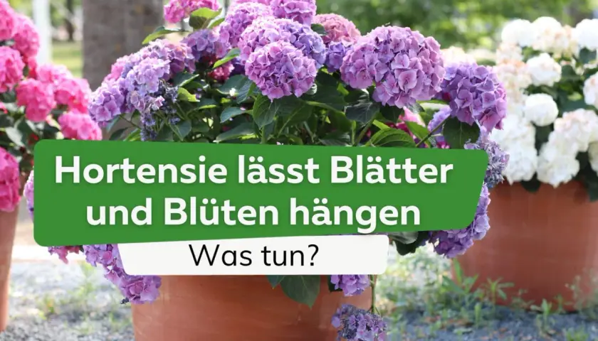 Schlaffe Hortensie trotz Wasser? Lila und pinke Blüten hängen traurig herab. Was tun, wenn die Hortensie schlapp ist?