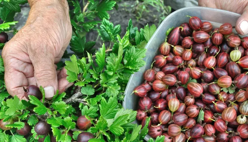 Kiedy jest sezon na agrest? Sprawdź, kiedy go zbierać i gdzie kupić