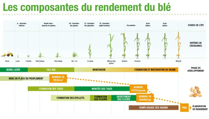 Schéma illustrant les étapes de croissance du blé, de la semence à la maturité, et les facteurs influençant le rendement.