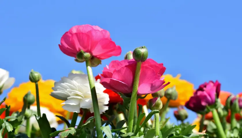 Renoncules roses et blanches sous un ciel bleu. La renoncule signification : éclat et charme.