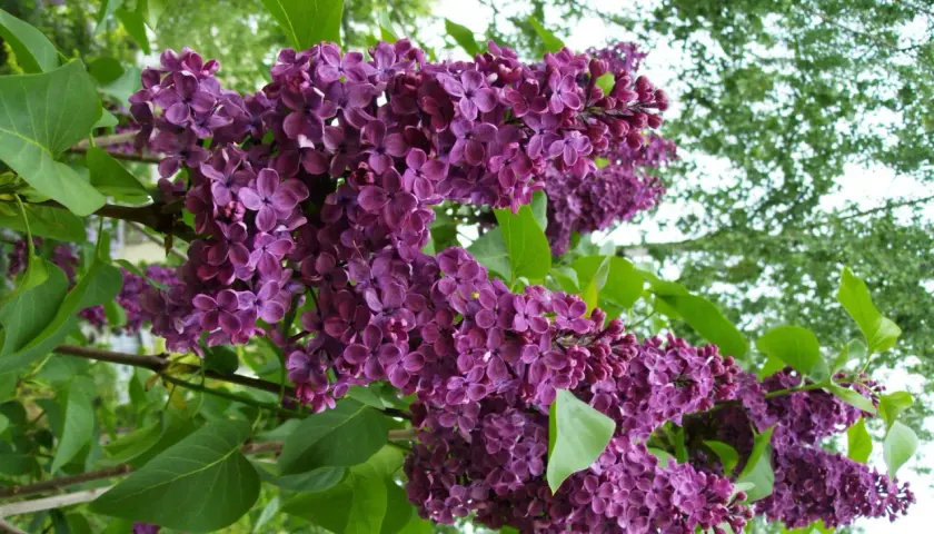 En uppstammad syrenbuske blommar med rikliga, lila klasar mot en bakgrund av gröna blad och ljus himmel.