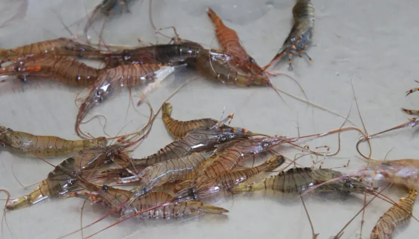 Un grupo de camarones gallegos frescos, con sus cuerpos translúcidos y rayas marrones, se apilan sobre una superficie metálica.