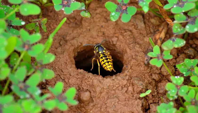 Eine Wespe verlässt ihr Nest im Erdreich. Solche Nester sind wichtig für den Wespen Naturschutz und das Ökosystem.
