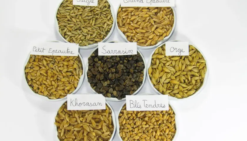 Sept coupelles présentent différentes variétés de céréales : seigle, grand épeautre, petit épeautre, sarrasin, orge, blés tendres et Khorasan.