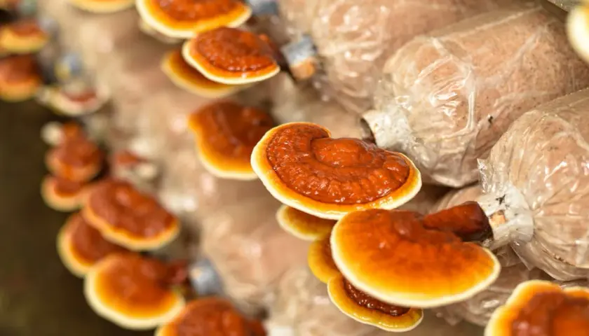 Rzędy błyszczących, pomarańczowo-brązowych grzybów reishi wyrastają z worków substratu.