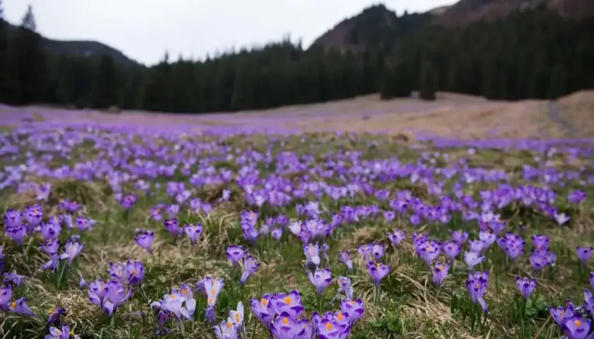 Fioletowe krokusy pokrywają polanę w Tatrach, tworząc fioletowy dywan. W tle widać las i góry.