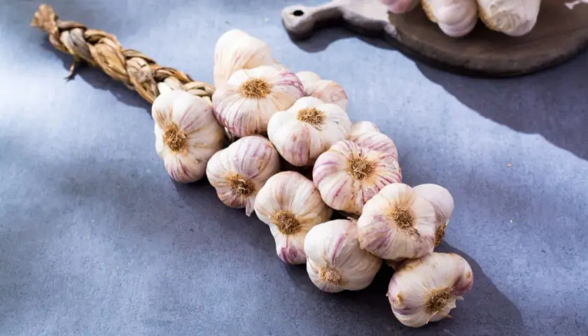 Ein geflochtener Zopf aus frischem Knoblauch, bereit zur Ernte. Die Knollen sind weiß mit lila Streifen. Perfekt für die Lagerung, wann knoblauch ernten?