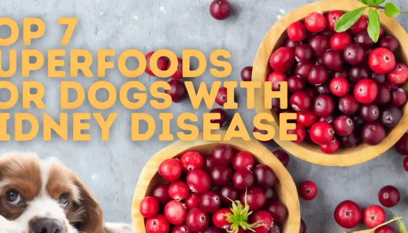 A cute dog peeks out next to bowls of cranberries, hinting at a kidney diet for dogs and top superfoods.