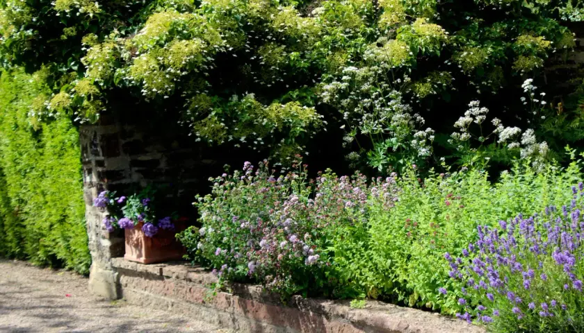 En lummig uteplats medelhavsstil med stenmur, lavendel och en terrakottakruka med blommor.