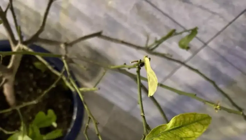 Rami secchi di un limone con alcune foglie gialle limone che pendono.