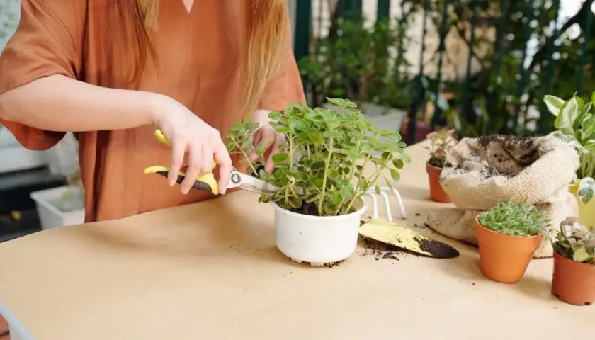 Une personne utilise des ciseaux pour tailler une plante d'intérieur, une étape clé pour savoir comment faire revivre une plante d'intérieur.