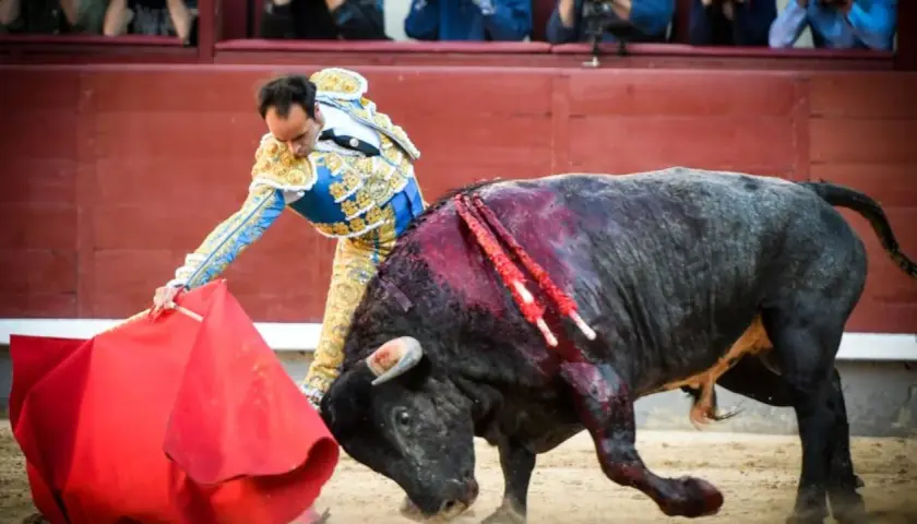 Un torero con traje de luces se enfrenta a un toro herido en la arena. El toro, con sangre en el lomo, embiste con fuerza.