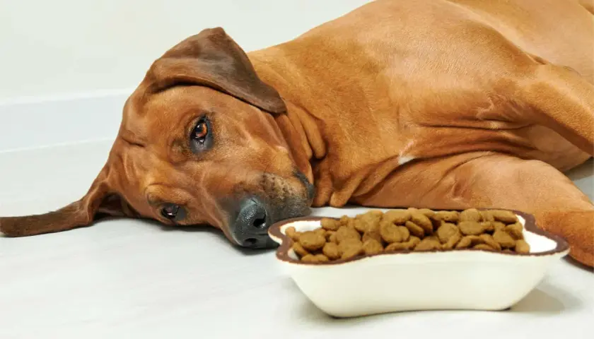 A sad, brown dog lies next to a full bowl of kibble, making you wonder, "why is my dog not eating?