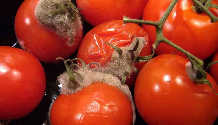 Mehrere rote Tomaten, einige mit Schimmel bedeckt. Wenn eine Tomate schimmelt, alle wegwerfen, um eine Ausbreitung zu verhindern.
