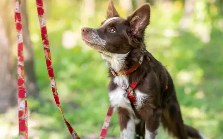 Obroża czy szelki dla border collie - co wybrać dla aktywnego psa?