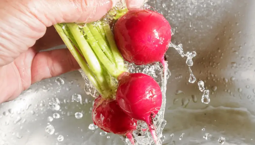 Frische Radieschen werden unter fließendem Wasser gewaschen, bereit zur Lagerung.