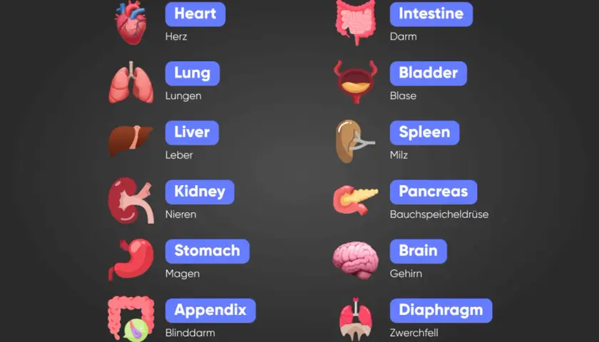 Illustrationen von Körperteilen: Herz, Lunge, Leber, Niere, Magen, Appendix, Darm, Blase, Milz, Bauchspeicheldrüse, Gehirn, Zwerchfell. English body parts.