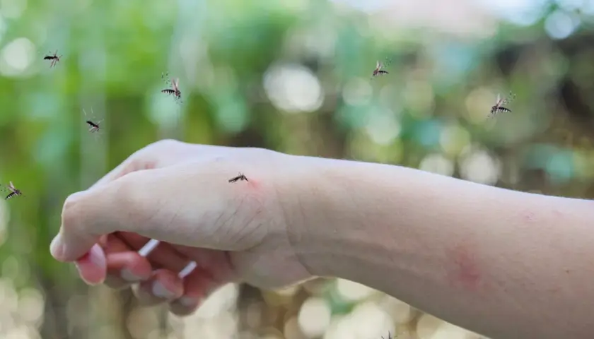 Komary krążą wokół ręki, na której widać zaczerwienienie po ugryzieniu. Szukasz co na ugryzienie komara?