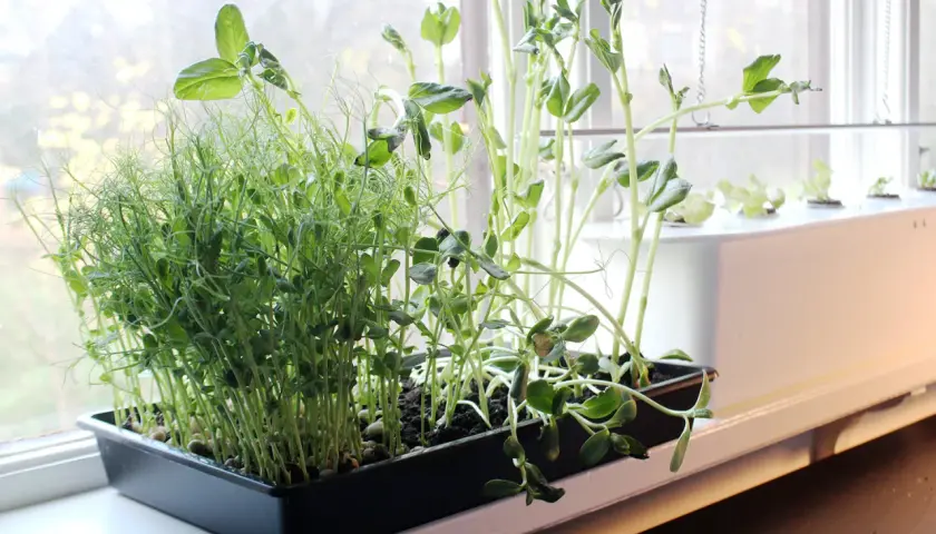 Färska skott av ärter och andra grönsaker växer i en fönsterkarm, redo att användas som krydda, likt laurus nobilis.