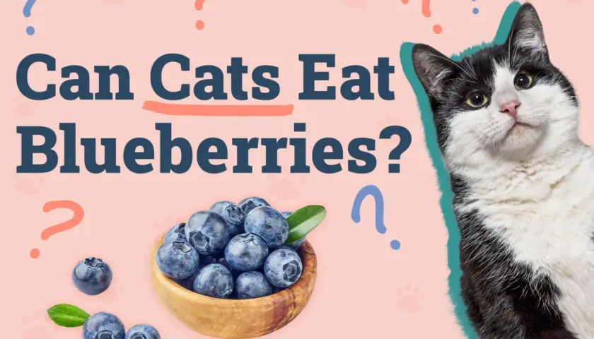 A black and white cat looks curiously at a bowl of blueberries, with the text "Can Cats Eat Blueberries?" prominently displayed.