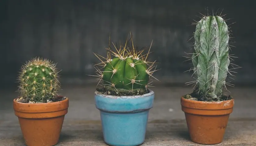 Tres cactus en macetas, uno azul y dos de terracota. ¿Cada cuanto se riega un cactus? Poco, ¡son resistentes!