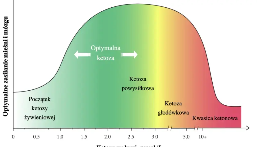 Wykres pokazuje optymalne zasilanie mięśni i mózgu w zależności od poziomu ketonów we krwi. Stan ketozy po ilu dniach zależy od poziomu ketonów, od początku żywieniowej ketozy do kwasicy ketonowej.