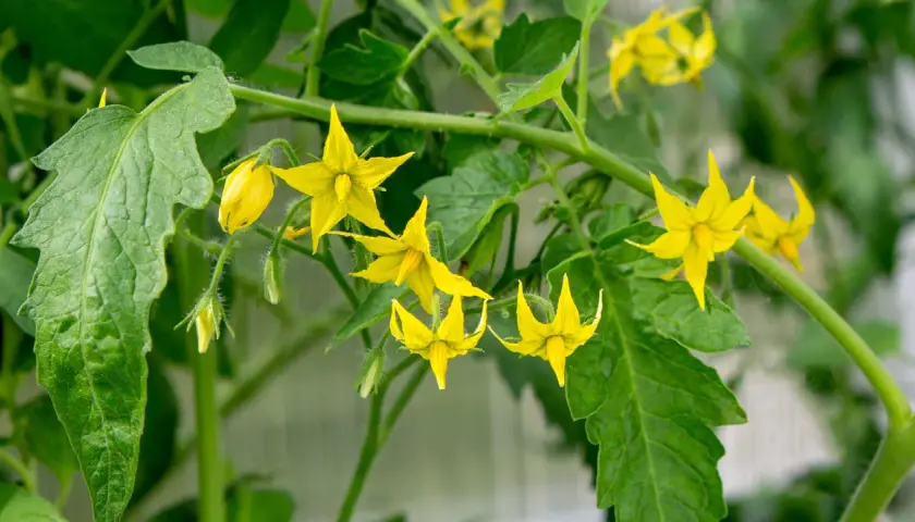 Des fleurs de tomate jaunes éclosent sur une tige verte. Si vous vous demandez pourquoi mes tomates ne fleurissent pas, regardez la lumière et l'eau.