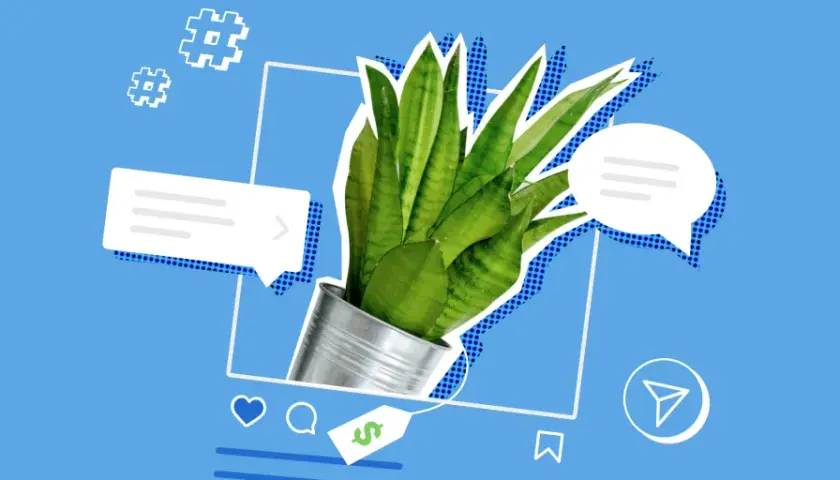 Jak wejść w link bio na Instagramie? Zobacz, jak łatwo znaleźć cenne informacje i oferty, jak ta roślina w doniczce.