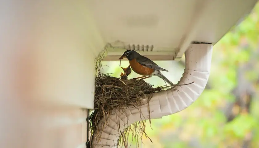 Ein Rotkehlchen füttert seine Jungen im Nest unter einer Dachrinne.