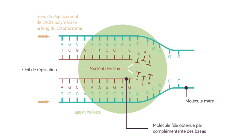 Schéma de la réplication de l'ADN : l'ADN polymérase crée une nouvelle molécule fille en assemblant des nucléotides libres, suivant le brin mère.