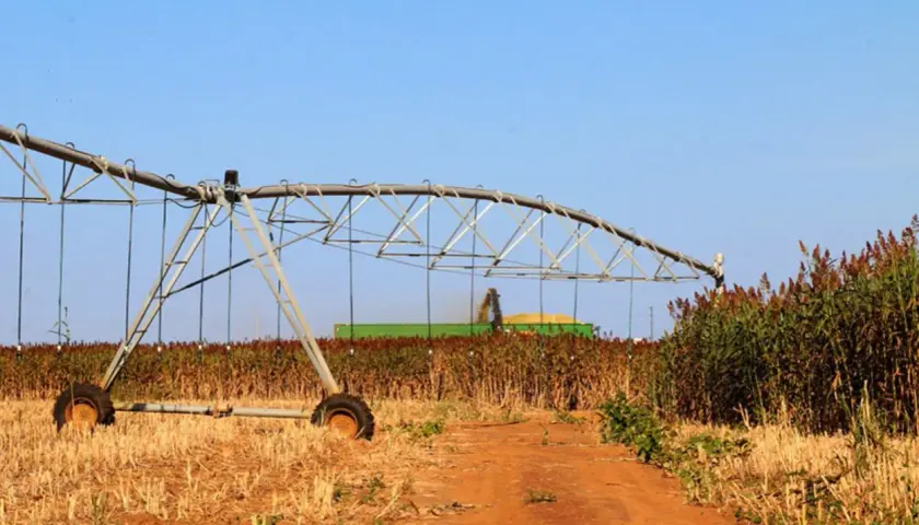 Champ de sorgho sucrier en récolte, avec une moissonneuse-batteuse et un système d'irrigation en premier plan.