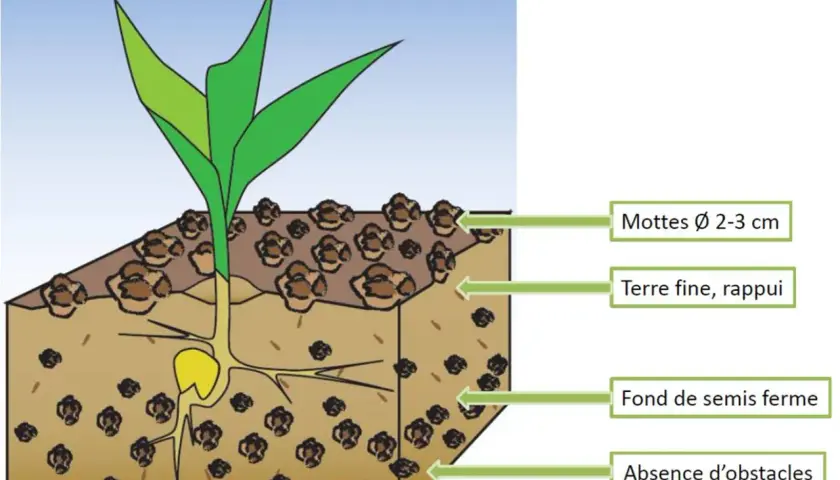 Illustration d'un jeune plant de colza avec ses racines, montrant la profondeur de semis idéale : terre fine, rappuyée, sans obstacles structuraux.