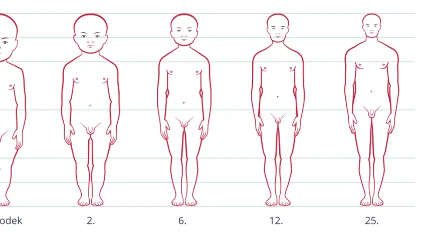Ilustracja pokazuje fazy rozwoju człowieka od noworodka do 25. roku życia, ukazując zmiany proporcji ciała.