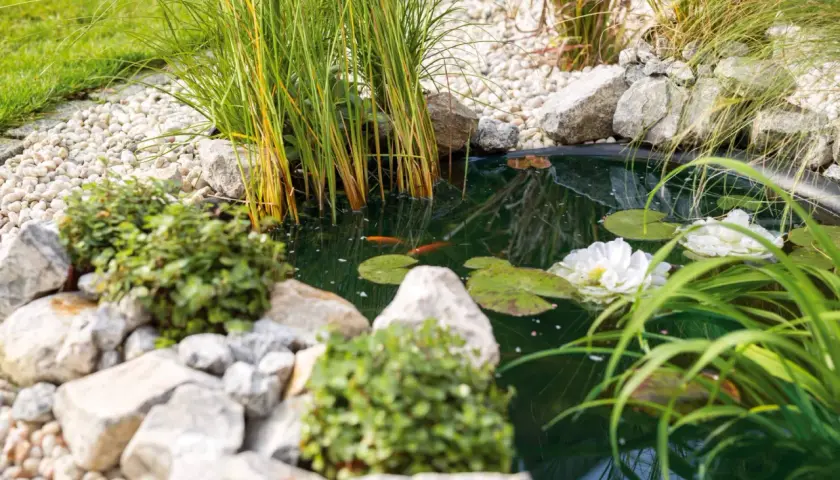 Ein idyllischer naturteich garten mit zwei Goldfischen, Seerosen und üppigem Grün. Steine und Kies säumen das Wasser.