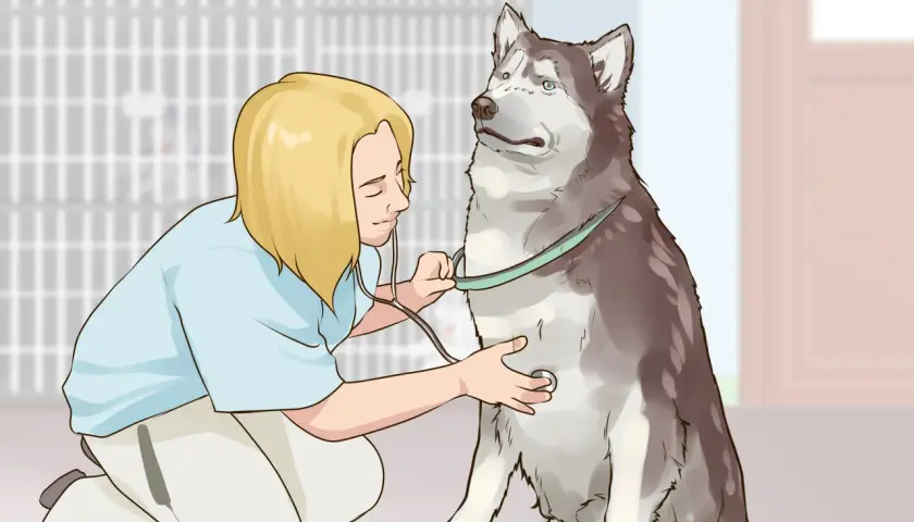 Veterinario examina a un husky con un estetoscopio, mostrando cómo ganarse la confianza de un perro con paciencia y cuidado.
