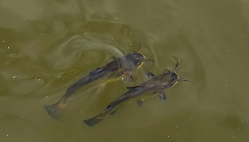 Dos peces gato nadan juntos en aguas turbias, sus barbillones apuntan hacia adelante.