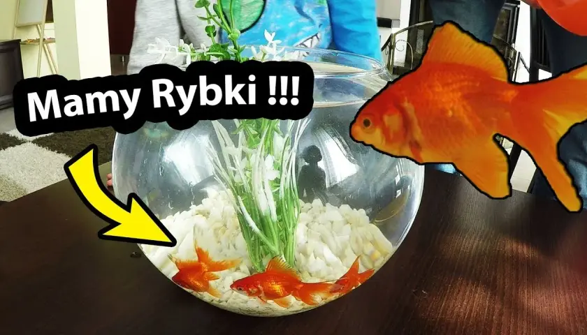 Ile kosztuje złota rybka w kuli? Sprawdź ceny i wymagania opieki