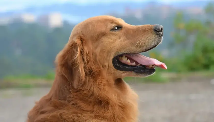 Złoty retriever z językiem na wierzchu, gotowy na spacer po podaniu nifuroksazydu dla psa.