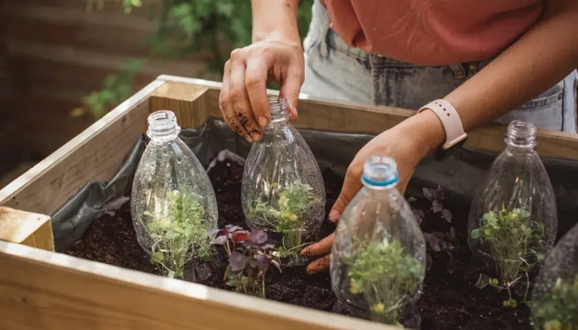 Mani che sistemano piantine sotto una mini serra con bottiglie di plastica riciclate in un orto.