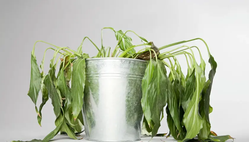 Plante d'intérieur, un lierre d'intérieur qui meurt, ses feuilles vertes sont tombantes et flétries dans un pot en métal.