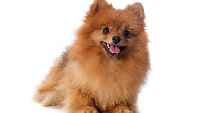Adorable perro pomsky de pelaje naranja y blanco, con ojos oscuros y expresivos, y una lengua rosada asomando.
