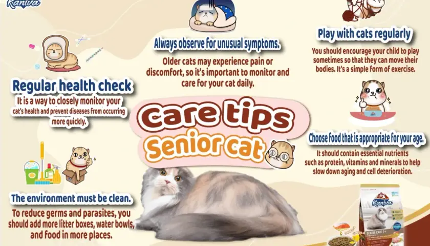 Care tips for senior cats: regular health checks, observing symptoms, clean environment, play, and appropriate food.