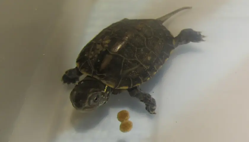 Una pequeña tortuga china de tres crestas nada en agua clara, con dos bolitas de comida flotando cerca.