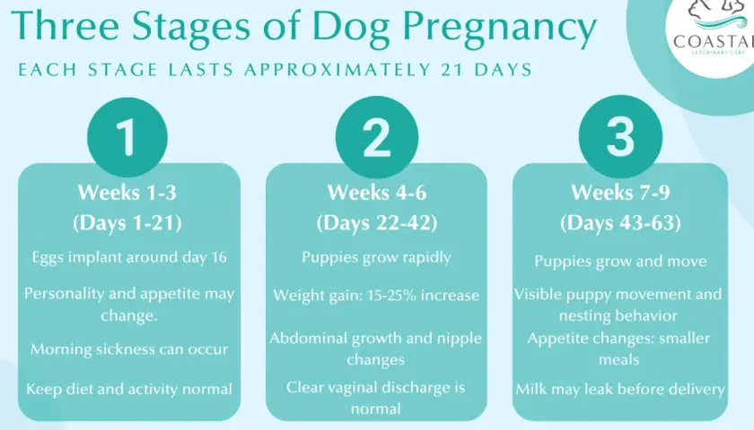Learn how to tell if your dog is pregnant by observing changes in weeks 1-3, 4-6, and 7-9, including appetite shifts and physical signs.
